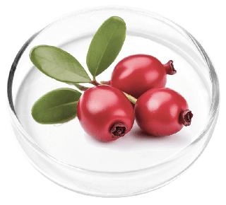 Bearberry Leaf