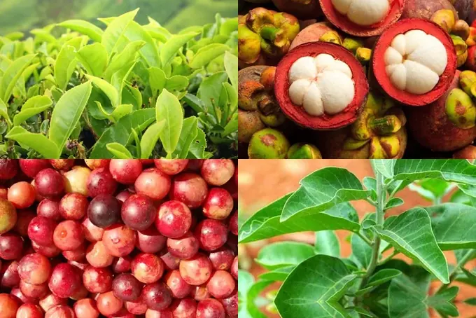 Green tea, mangosteen, camu camu and ashwagandha — four of the plants in the Nagano Lean Body Tonic formula